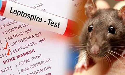 கள்ளக்குறிச்சி மாவட்டத்தில் சிறுமிகள் உட்பட 7 பேருக்கு எலி காய்ச்சல் பாதிப்பு