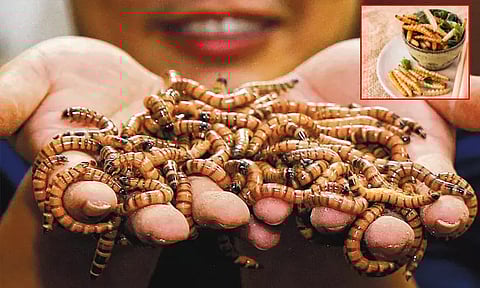 சிங்கப்பூர்: உணவு பிரியர்களை கவர மெனு பட்டியலில் 16 வகை புழு, பூச்சிகள்