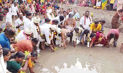 பேரூர் பட்டீசுவரர் கோவிலில் ஆனி உற்சவ நாற்று நடவு திருவிழா