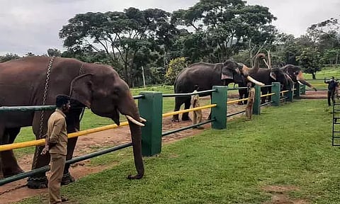 கனமழை எதிரொலி: முதுமலை யானைகள் காப்பகம் 22ம் தேதி வரை மூடல்