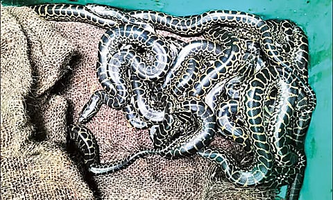 வண்டலூர் பூங்காவில் 20 குட்டிகளை ஈன்ற 2 அனகோண்டா பாம்புகள்