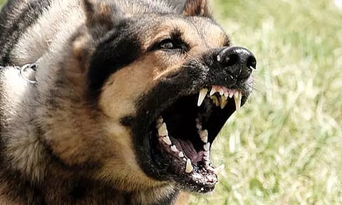 தமிழகத்தில் ரேபிஸ் நோய் பாதிப்பால் 22 பேர் உயிரிழப்பு - சுகாதாரத்துறை தகவல்