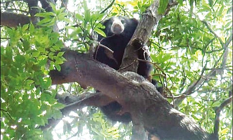 வீட்டில் புகுந்து மரத்தில் ஏறிய கரடி... பொதுமக்கள் அச்சம்