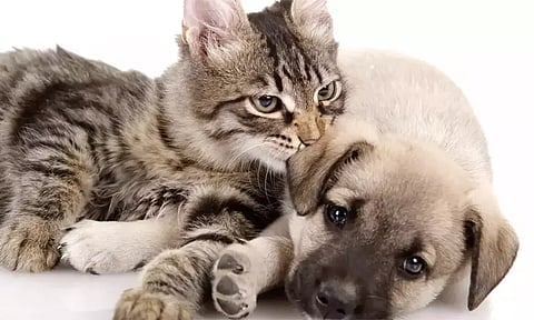 வாஸ்து குறிப்பிடும் வளர்ப்பு பிராணிகள் வசிப்பிடம்