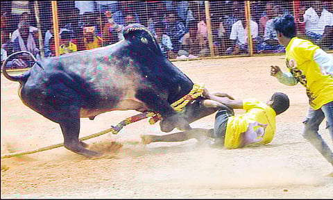 காரைக்குடி அருகே வடமாடு மஞ்சுவிரட்டு: காளை முட்டியதில் வாலிபர் பலி