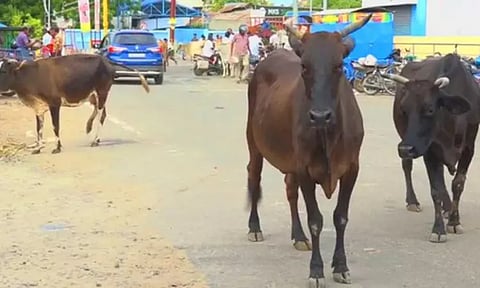 சாலையில் சுற்றித்திரியும் மாடுகளின் உரிமையாளர்களுக்கு அபராதம் உயர்வு