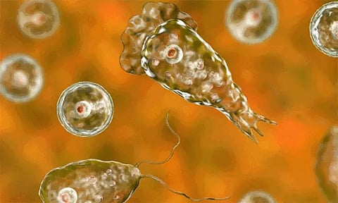 திருவனந்தபுரத்தில் 4 பேருக்கு அமீபா மூளைக்காய்ச்சல் - மருத்துவமனையில் அனுமதி