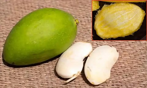 சர்க்கரை நோயாளிகள் மாங்கொட்டை பருப்பை சாப்பிடலாம்