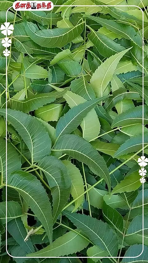 வேப்பிலையில் நிறைந்திருக்கும் மருத்துவ குணம்..!