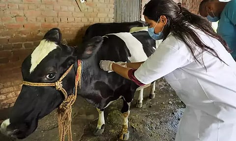 தமிழகத்தில் கால்நடை மருத்துவம் சார்ந்த படிப்புகள் வழங்கும் கல்லூரிகள் எவை?- முழு விவரம்