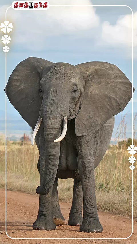 இன்று சர்வதேச யானைகள் தினம்..!