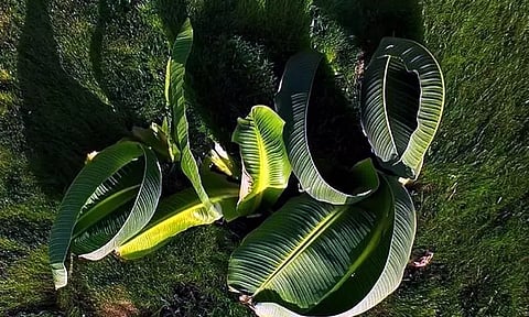 A few days after its release, the team of