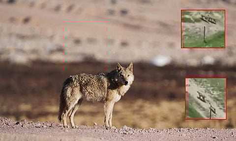 உ.பி.: ஓநாய் கூட்டம் வேட்டை; 8 குழந்தைகள் பலி