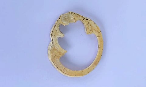 வெம்பக்கோட்டை அகழாய்வில் முழு சங்கு வளையல் கண்டெடுப்பு