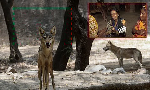 10-வது நபர்... உ.பி.யில் தொடரும் அதிர்ச்சி: சிறுமியை கவ்வி சென்று, கொன்ற ஓநாய்