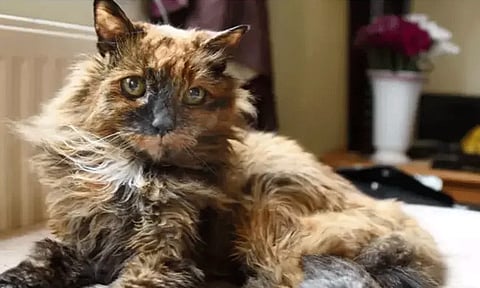 உலகின் மிக வயதான பூனை உயிரிழப்பு