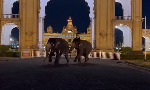 மைசூருவில் தசரா யானைகள் இடையே மோதல்: வைரல் வீடியோ