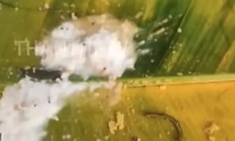 திருமலையில் அன்னப்பிரசாதத்தில் பூரான் விழுந்ததா? தேவஸ்தானம் மறுப்பு