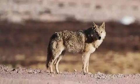 கோப்புப்படம் 