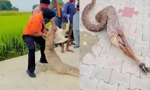 வைரலாகும் வீடியோ: மலைப்பாம்பு விழுங்கிய மான் குட்டியை மீட்க போராடிய மக்கள்