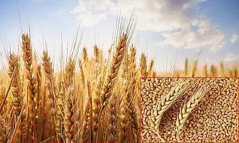 குறைந்தபட்ச ஆதரவு விலை: கோதுமை குவிண்டாலுக்கு ரூ.150 அதிகரிப்பு