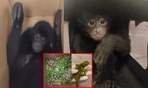 சென்னை விமான நிலையத்தில் 4 கருங்குரங்குகள், 52 அபூர்வ வகை பச்சோந்திகள் பறிமுதல்