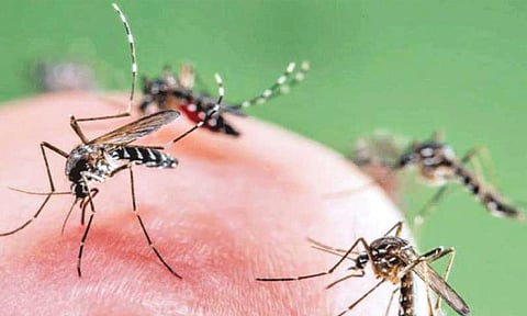 கொசுக்களால் பரவும் அரிய வகை வைரஸ் நோய் - அமெரிக்காவில் ஒருவர் உயிரிழப்பு