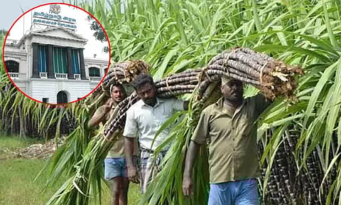 கரும்பு விவசாயிகளுக்கு சிறப்பு ஊக்கத்தொகை - தமிழக அரசு அரசாணை