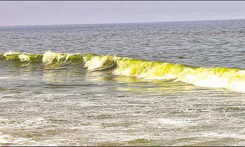 புதுச்சேரியில் பச்சை நிறமாக மாறிய கடல் நீர்