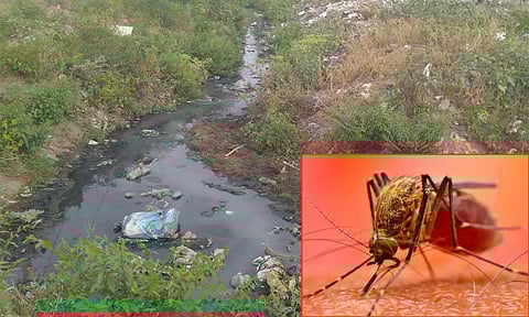 மழைக்கால ஆரோக்கியம்: கொசுக்களால் பரவும் நோய்களும்.. சித்த மருத்துவ தீர்வும்