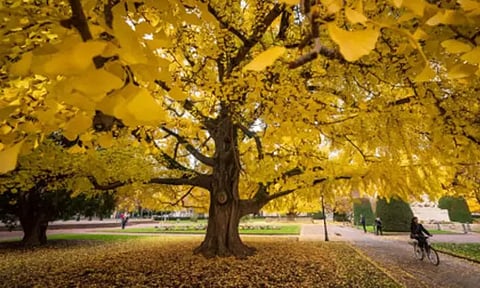 அழியும் நிலையில் உலகில் 3-ல் ஒரு பங்கு மரங்கள்... ஆய்வில் அதிர்ச்சி தகவல்