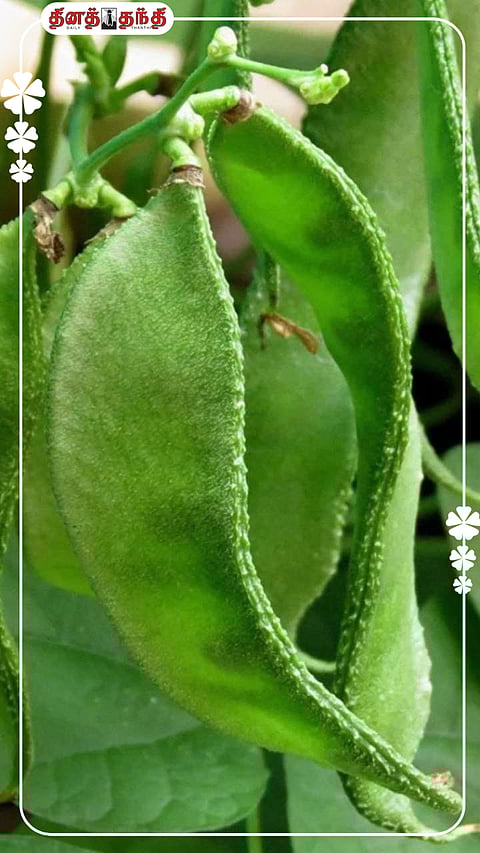 அவரைக்காய் சாப்பிடுவதால் இவ்வளவு நன்மைகளா?