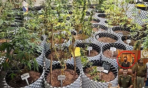 அடுக்குமாடி குடியிருப்பில் கஞ்சா செடி வளர்த்த நபர் - அதிர்ச்சி சம்பவம்