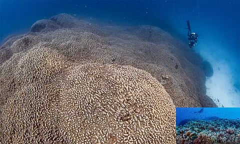 உலகின் மிகப்பெரிய பவளப்பாறை கண்டுபிடிப்பு