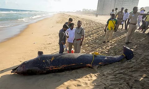 சென்னையில் இறந்த நிலையில் கரை ஒதுங்கிய 16 அடி நீள டால்பின்