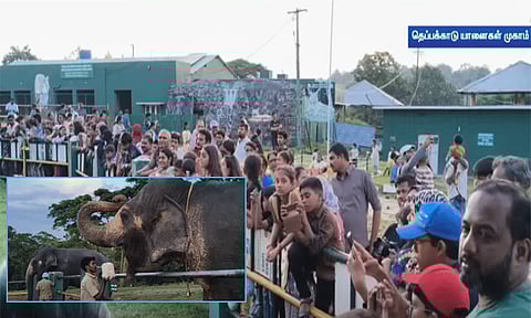 வார விடுமுறையையொட்டி முதுமலை யானைகள் முகாமில் குவிந்த சுற்றுலா பயணிகள்
