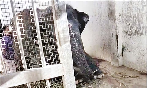 திருச்செந்தூர் கோவிலில் யானை குடில் அருகே பக்தர்கள் செல்ல தடை