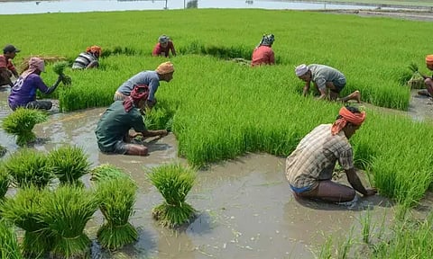 சம்பா நெற்பயிர் காப்பீட்டுக்கான கால வரம்பு 30-ந்தேதி வரை நீட்டிப்பு - தமிழக அரசு தகவல்