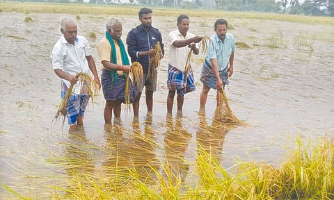 தென் மாவட்டங்களில் தீவிரமடையும் பருவமழை: நெற்பயிர்கள் சேதம்