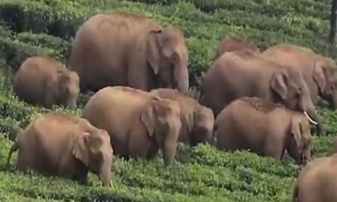 ஊருக்குள் புகுந்து வீடுகளை சூறையாடிய யானைக் கூட்டம்: மக்கள் அச்சம்