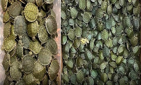 மலேசியாவில் இருந்து சென்னைக்கு கடத்திவரப்பட்ட 5,400 நட்சத்திர ஆமைகள் பறிமுதல்