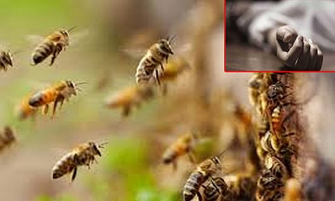தேனீக்கள் தாக்கியதில் ஒருவர் பலி