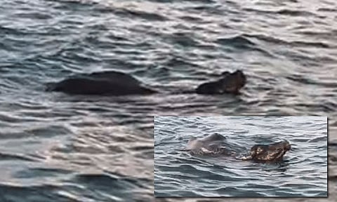 6 நாட்களாக கடலில் தத்தளிக்கும் மாடு: மீட்க முடியாமல் மீனவர்கள் தவிப்பு