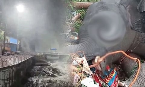 குற்றாலம் மலையில் இருந்து அடித்து வரப்பட்ட குட்டி யானை உயிரிழப்பு