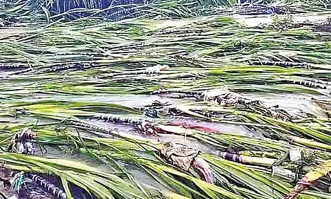 நெல்லை: தொடர் மழையால் பயிர்கள் சேதம் - விவசாயிகள் கவலை