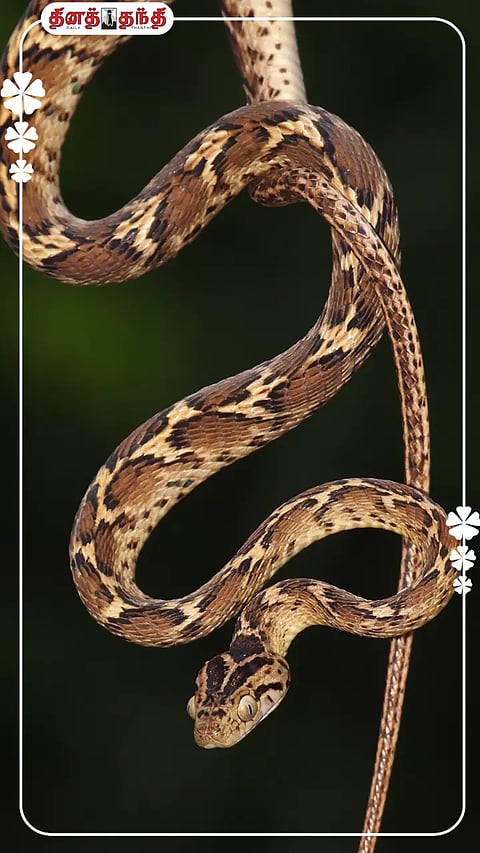 பாம்புகள் பற்றிய சுவாரசியமான தகவல்கள்!