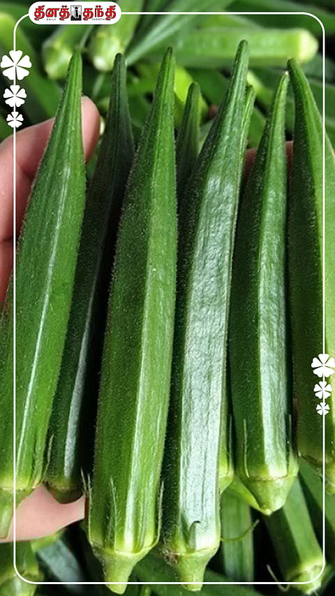 ஆரோக்கியமான வாழ்க்கைக்கு... வழுவழுப்பான வெண்டைக்காய்..!