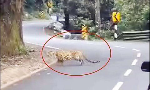 கோத்தகிரி-ஊட்டி சாலையில் சிறுத்தை நடமாட்டம்: வாகன ஓட்டிகள் அச்சம்