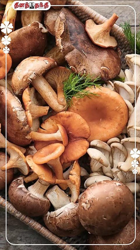 காளான் பற்றிய சுவாரசிய தகவல்கள்..!