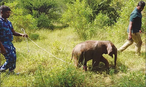 தாய் யானை உயிரிழப்பு: யானைகள் கூட்டத்துடன் குட்டியை சேர்க்க வனத்துறையினர் முயற்சி